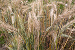 Load image into Gallery viewer, Wheat Cross (Triticale) - Welsh
