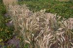 Load image into Gallery viewer, Wheat Cross (Triticale) - Welsh