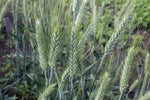 Load image into Gallery viewer, Wheat Cross (Triticale) - Welsh