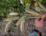 Load image into Gallery viewer, Wheat Cross (Triticale) - Welsh