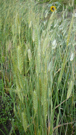 Load image into Gallery viewer, Wheat (Species) - Zhukovsky