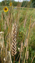 Load image into Gallery viewer, Wheat (Bread) - Tan/Blue Decorative