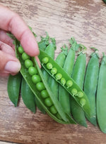 Load image into Gallery viewer, Shelling Pea (Bush) - Knight