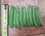 Load image into Gallery viewer, Shelling Pea (Bush) - Knight