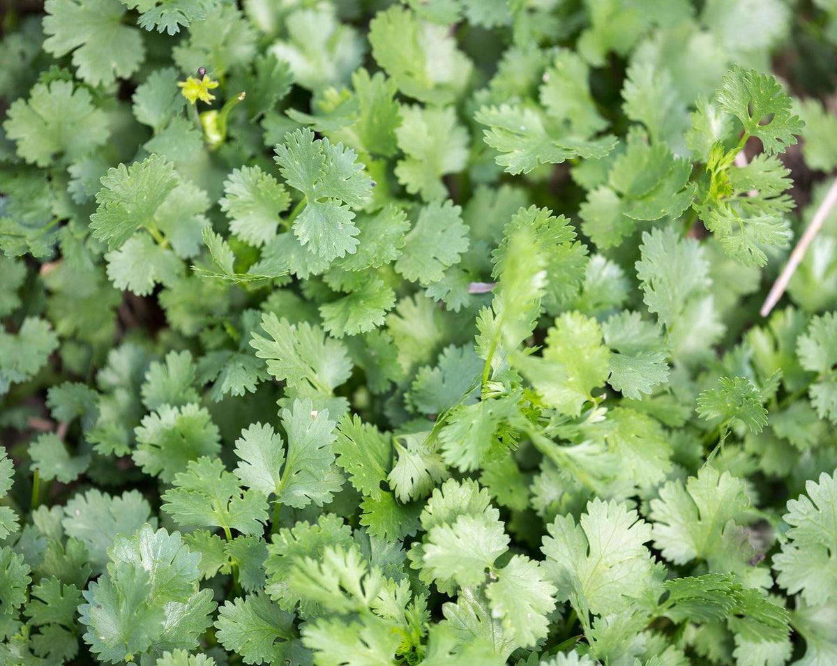 Herb - Santo Cilantro – Prairie Garden Seeds