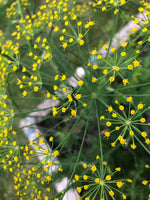 Load image into Gallery viewer, Herb - Dill