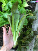 Load image into Gallery viewer, Lettuce - Really Red Deer Tongue