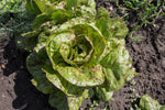 Load image into Gallery viewer, Lettuce (Romaine) - Forellenschluss
