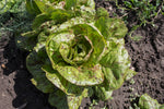 Load image into Gallery viewer, Lettuce (Romaine) - Forellenschluss