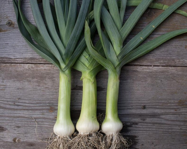 Onion (Leek) – Giant Musselburgh