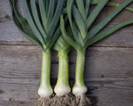 Load image into Gallery viewer, Onion (Leek) – Giant Musselburgh