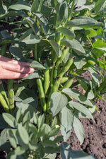 Load image into Gallery viewer, Broad Bean/Fava - Black Russian