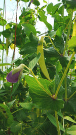Load image into Gallery viewer, Snow Pea (Tall) - Golden Sweet