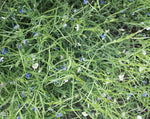 Load image into Gallery viewer, Grass Pea - Greenfix