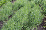 Load image into Gallery viewer, Grass Pea - Greenfix