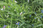 Load image into Gallery viewer, Grass Pea - Greenfix
