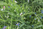 Load image into Gallery viewer, Grass Pea - Greenfix