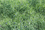 Load image into Gallery viewer, Grass Pea - Greenfix