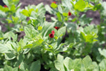 Load image into Gallery viewer, Winged Pea/Asparagus Pea