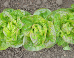 Load image into Gallery viewer, Lettuce (Butterhead) - Mescher