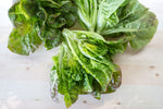 Load image into Gallery viewer, Lettuce (Butterhead) - Mescher