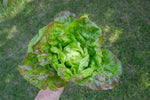 Load image into Gallery viewer, Lettuce (Butterhead) - Mescher
