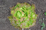 Load image into Gallery viewer, Lettuce (Leaf) - Prizehead
