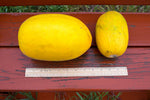 Load image into Gallery viewer, Melon - Boughem