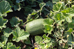 Load image into Gallery viewer, Melon - Boughem