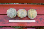 Load image into Gallery viewer, Melon - Farnorth