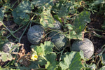 Load image into Gallery viewer, Melon - Farnorth