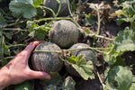 Load image into Gallery viewer, Melon - Farnorth