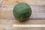 Load image into Gallery viewer, Watermelon - Sugar Baby