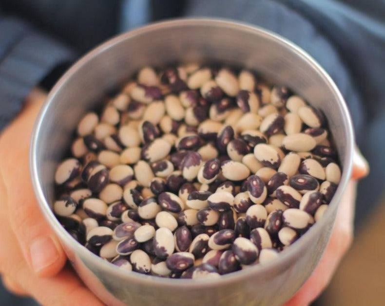 Dry Bean (Bush) Orca Prairie Garden Seeds