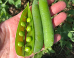 Load image into Gallery viewer, Shelling Pea (Bush) - Bounty