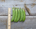 Load image into Gallery viewer, Shelling Pea (Bush) - Large Manitoba

