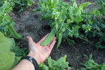 Load image into Gallery viewer, Shelling Pea (Bush) - Large Manitoba