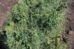 Load image into Gallery viewer, Shelling Pea (Bush) - Novella