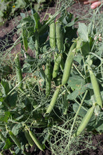 Load image into Gallery viewer, Shelling Pea (Bush) - Novella
