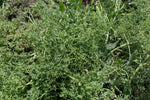 Load image into Gallery viewer, Shelling Pea (Bush) - Prairie Parsley

