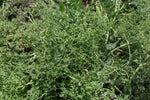 Load image into Gallery viewer, Shelling Pea (Bush) - Prairie Parsley