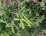 Load image into Gallery viewer, Shelling Pea (Bush) - Prairie Parsley