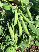 Load image into Gallery viewer, Snap Pea (Bush) - Sugar Mel