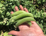 Load image into Gallery viewer, Snap Pea (Bush) - Sugar Mel