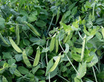 Load image into Gallery viewer, Snow Pea (Tall) - Russian Sugar Pea

