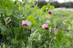 Load image into Gallery viewer, Snow Pea (Tall) - Russian Sugar Pea