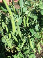 Load image into Gallery viewer, Shelling Pea (Bush) - Triple Treat