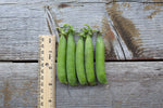 Load image into Gallery viewer, Shelling Pea (Bush) - Triple Treat