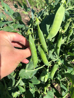 Load image into Gallery viewer, Shelling Pea (Bush) - Triple Treat