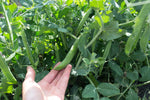 Load image into Gallery viewer, Shelling Pea (Bush) - Green Arrow